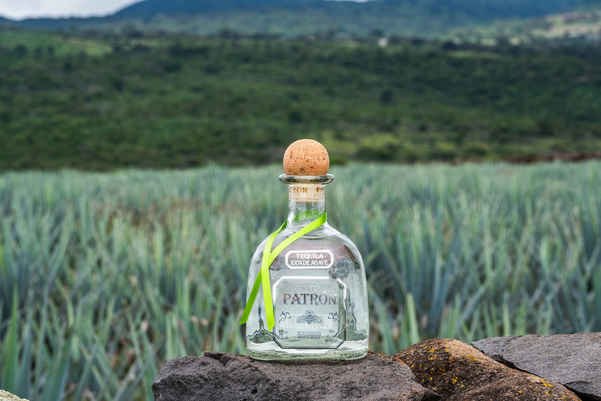 Patron — 16
