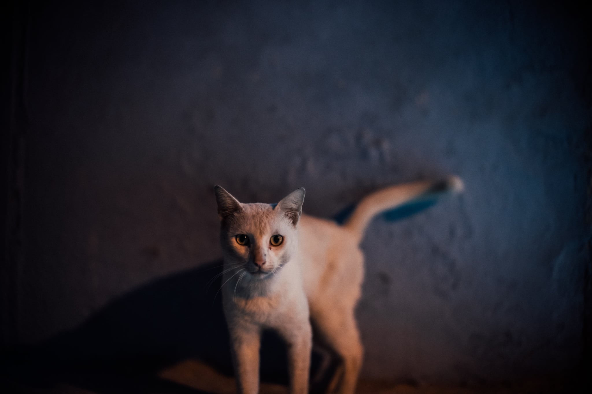 Sony Alpha Cuba — 6