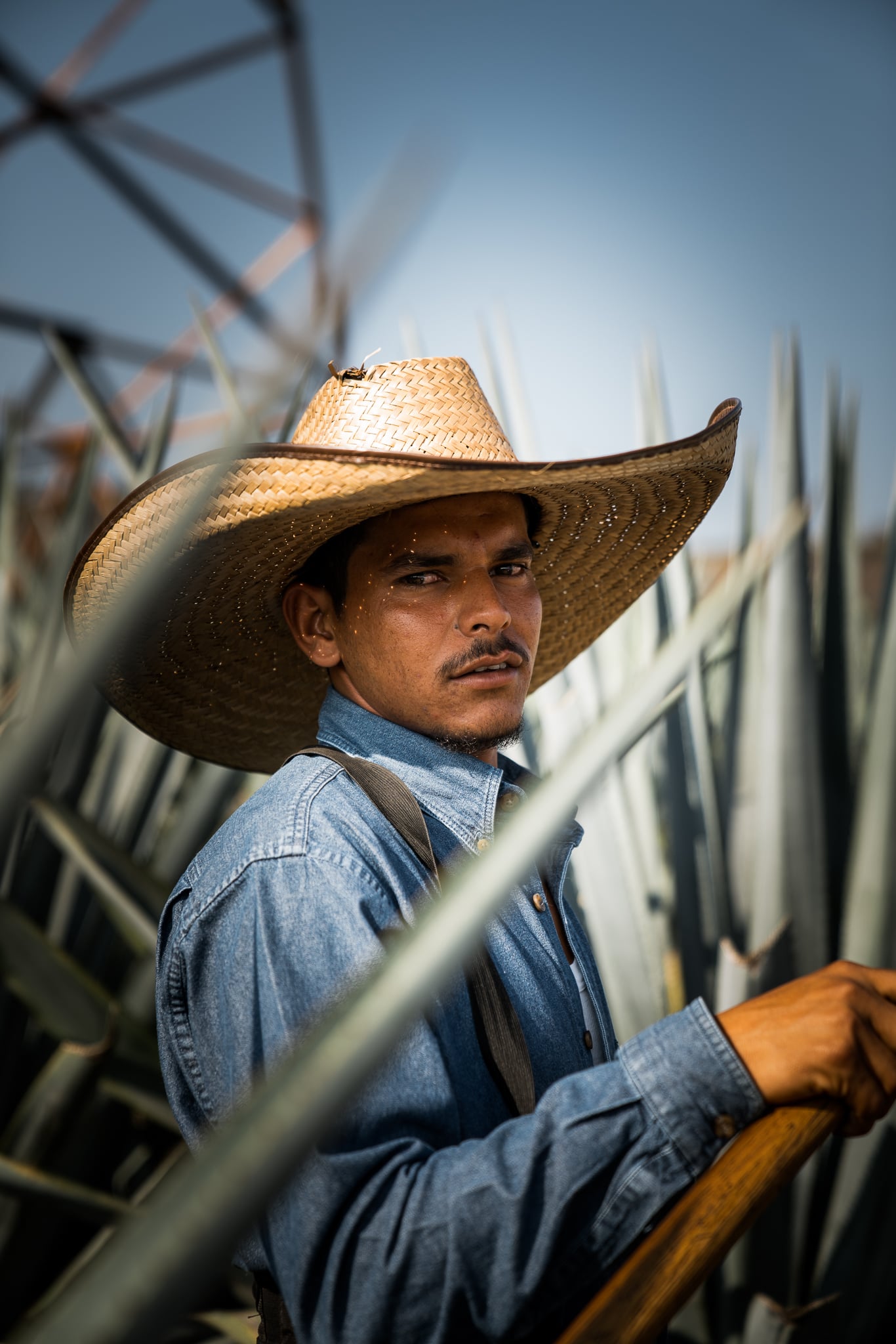 Don Julio Campaign — 5