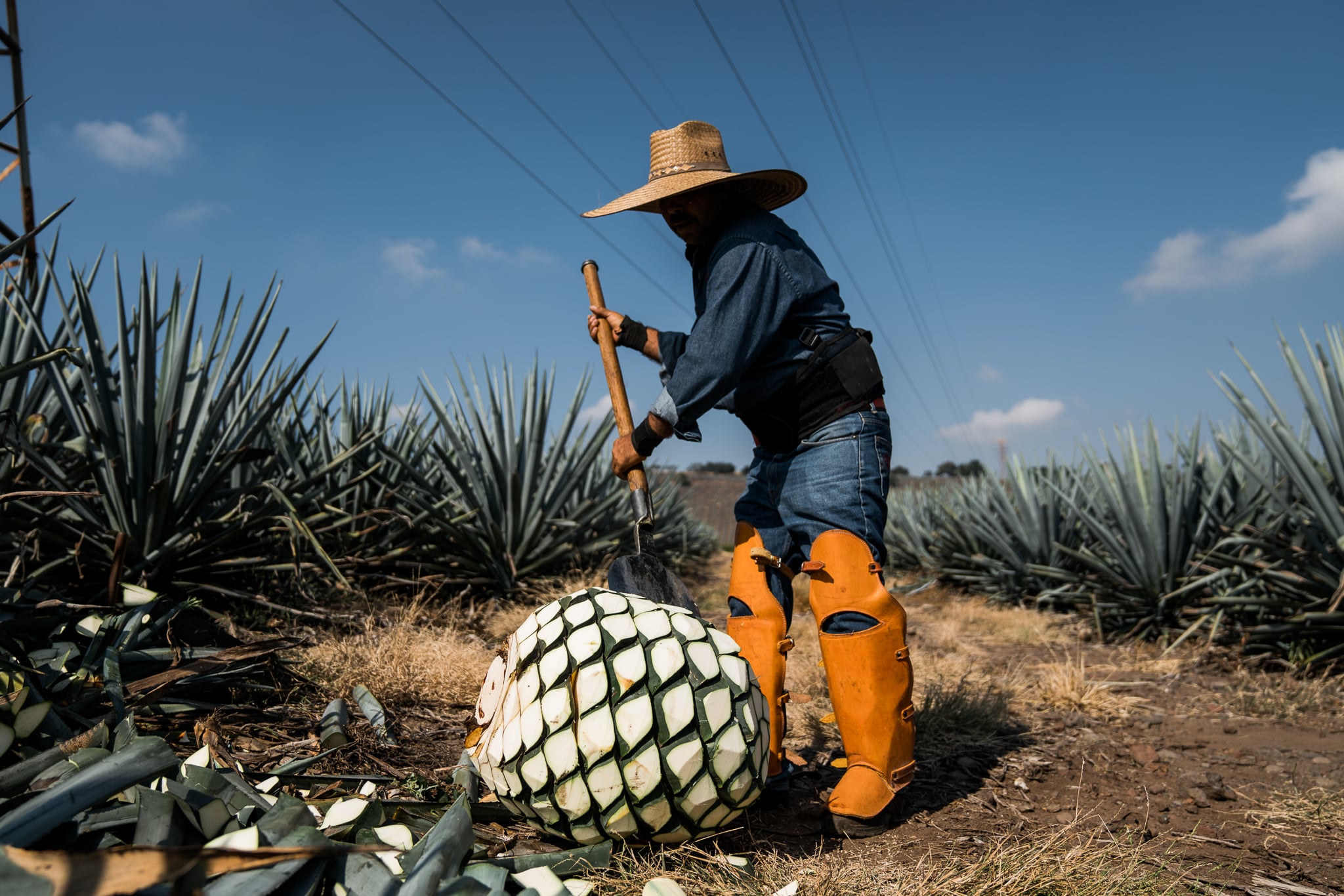 Don Julio Campaign — 6